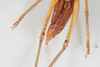 CollectionObject 1506604; e0526675-9fdd-412b-9306-9e352c5c2876: male, ventral view (syntype). (CollectionObject).