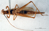 CollectionObject 1500824; 6bab2331-ef91-46c4-b289-34d2f367f604: male, ventral view (lectotype). (CollectionObject).