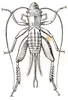 Sciobia (Sciobia) lusitanica (Rambur, 1838): Pl. IX, Fig. 12. female. (Otu).