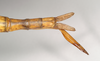 CollectionObject 1558764; NHMUK(SF IMPORT DUPLICATE) 845026, 14cbf547-37fc-464b-9a0f-319475a10c0f: copyright Natural History Museum, London. female: end of abdomen, dorsal view of synonym Eurycnema magnifica (holotype). (CollectionObject).