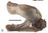 Habitus, dorsal view: !! display not done !! on Makaya volontany Świerczewski, Bourgoin & Stroiński, 2021: (Observation).