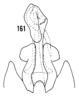 Pygofer, ventral view: !! display not done !! on Haplaxius laevis Fowler, 1904: (Observation).