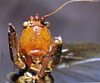 CollectionObject 1534912; BPBM 3224781, 9f46282f-11f1-4049-81d1-434c67751f7c: male, frontal view. (CollectionObject).