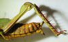 CollectionObject 1498683; 828f73c6-4025-48ef-a3bd-1a77779d5fac: female abdomen, lateral view. (CollectionObject).