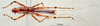 male habitus dorsal view (holotype). Depicts CollectionObject 1505288; 014ef02d-a1f9-425e-a857-da7c50d75d19, a CollectionObject.