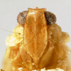 Head: (Observation).