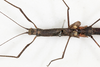 CollectionObject 1561275; NMW 213, 6e8ae930-ea1a-495f-b96e-d59685dcaf13: copyright NMW, Vienna. female: head & thorax, dorsal view (holotype). (CollectionObject).