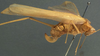 CollectionObject 1505839; 6cf4b486-104e-4900-8ce9-c47af0eed2dd: female, lateral view (holotype). (CollectionObject).