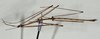 CollectionObject 1558057; d5c4f1ba-3460-4fd3-a166-fc7df23d03dd: copyright USNM, Washington. (CollectionObject).