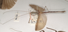 CollectionObject 1560849; 4101d71e-1523-4797-8024-8c5ff66e4919: copyright OUMNH. male, lateral view (holotype). (CollectionObject).