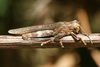 FieldOccurrence 355; c00c28d2-0cc1-4e40-9a6d-ae6efe93151c; Tanzania
Mwanga N Pare Mountains, 2015/02/??: male, lateral view. (FieldOccurrence).