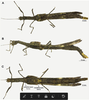 CollectionObject 1583177; 7a120624-68c6-4aec-84b2-e3af31cd63b0: copyright ESALQ. female (holotype). (CollectionObject).