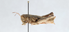 CollectionObject 2870562; CNCI 1043103, 8f0665a4-e063-4cb0-b3e2-63bc11e43abb: Buckellacris chilcotinae chilcotinae. (CollectionObject).