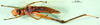 CollectionObject 1500966; 78bd7c26-6bdd-4fb7-b3ef-0f01896e2efa: female, ventral view (holotype). (CollectionObject).