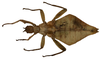 CollectionObject 1582866; Depo SF.DepoID 3769, Coll. RC 16-183, 47f20532-0609-408b-bc4f-cf546a3b39dd: copyright Royce Cumming. female, dorsal view (paratype). (CollectionObject).