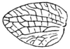 Callimenellus opacus (Brunner von Wattenwyl, 1893): Fig. 156 (same as Fig. 152 in Beier 1954). female left tegmen (length 9.3-10 mm). (Otu).