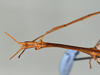 CollectionObject 1560703; c3652772-d7b3-48ad-bc1e-1583e73241a2: copyright USNM, Washington. female: head & thorax, dorsal view (holotype). (CollectionObject).