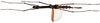 CollectionObject 1578598; 65c5b7c5-5073-473b-9c7b-3e94df8cff01: copyright ISNB, Brussels. female, ventral view (paratype). (CollectionObject).
