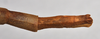 CollectionObject 1561182; ca722f59-5ae0-4d4f-8225-88a048e4085c: copyright NTUC. female: end of abdomen, dorsal view (syntype). (CollectionObject).;CollectionObject 1561183; 82a3663e-d3c8-40f6-994b-015a810d7a76: copyright NTUC. female: end of abdomen, dorsal view (syntype). (CollectionObject).