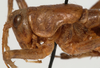 CollectionObject 1527100; 9b735199-1a54-499f-8922-f95ac121fe50: male pronotum lateral (holotype). (CollectionObject).