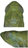 Head on Empoasca (Empoasca) dorsodenticulata Yu & Yang, 2014: Head and thorax. (Observation).