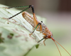 CollectionObject 1479588; 717ca7e9-6b04-449a-915d-019c0410d993, cbt017s06: photo staged during day. male (paratype). (CollectionObject).