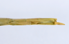 CollectionObject 1579412; 6c118a06-2a35-45a2-9e46-129f5e2d0fac: copyright ANSP. female: end of abdomen, ventral view (paratype). (CollectionObject).
