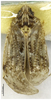 Habitus, dorsal view on Deferunda (Deferunda) diana Chen & He, 2010: (Observation).