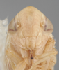 Head on Athysanella (Gladionura) libera Ball & Beamer, 1940: Head. (Observation).