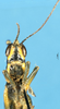 CollectionObject 1577147; 3df1f56e-1dbc-4083-8084-933f82790208: male, frontal view (paratype). (CollectionObject).