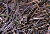 CollectionObject 1576966; 5f1107f5-11fe-4923-a2ff-e30a24594d9a, CHY010: male nymph. (CollectionObject).