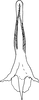 Aedeagus, ventral view on Aroonra fusiplata Dworakowska, 1993: Aedeagus, ventral view. (Observation).