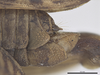 CollectionObject 2260458; e15e9e13-3248-4cd2-baa7-9ce99da7c1fa: Male postabdomen, lateral view. (CollectionObject).