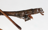 CollectionObject 1589222; NMW 655', 4f6e07bd-0b60-4a7d-beb0-83fc4abc10da: copyright NMW, Vienna. male: end of abdomen, lateral view (lectotype). (CollectionObject).