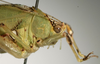 CollectionObject 1503502; 7376d0d2-dd27-4f47-b156-d7fcfc888bc8: male pronotum, lateral view (holotype). (CollectionObject).