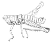 Cloephoracris disrupta Rowell, 1999: Fig. 8A. male habitus. (Otu).