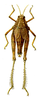 Bufonacridella sumakovi Adelung, 1910: Pl. 15, Fig. 4. female, dorsal view (body length 17.6 mm, pronotum 4.0 mm, tegmina 5.2 mm). (Otu).