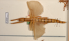 CollectionObject 1563074; 6ff5f9fc-0acd-4602-a954-2a37eb29a78a: copyright ZMUH. female (holotype). (CollectionObject).