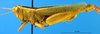 CollectionObject 1593175; 7e80f85d-fe22-464b-9cf8-3b9f0d1d4f75: male, lateral view (Acridium dorsatum). (CollectionObject).