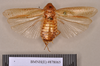 Epilampra sabulosa Walker, 1868: Holotype, unsexed, dorsal. BMNH(E)#878065. (Otu).
