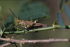 Chromacris speciosa (Thunberg, 1824): Uruguay, Artigas, Aº Juan Fernandez, I-2002. (Otu).