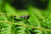 Altiusambilla modicicrus (Karsch, 1896): male (Marangu). (Otu).