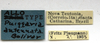 CollectionObject 1590286; 85f651ed-64e1-474e-a4ff-a20968bb0b55: labels. (CollectionObject).