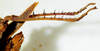CollectionObject 1498825; fdce5aa8-49e9-4077-b53a-520376e5d651: 2012. female, abdomen tip and hind tibiae, lateral view. (CollectionObject).