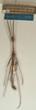 CollectionObject 1559500; NMW 498, d757de60-0341-4b6f-993b-add31fc3b221: copyright NMW, Vienna. male (syntype). (CollectionObject).