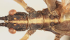 Acentetaphyllium stellae (Cumming, 2016): copyright SDNHM. male (holotype): head and thorax, dorsal view. (Otu).