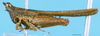 CollectionObject 1505048; 7cf2c0c6-80c2-485a-a582-4ab7749e6481: male, lateral view (paratype). (CollectionObject).