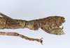 CollectionObject 1562343; c8b726ff-faaa-44ad-b8fa-713c02fe130c: copyright ZMUH, Hamburg. female: end of abdomen, lateral view (syntype). (CollectionObject).