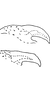 Pygofer appendages: !! display not done !! on Qadria pakistanica (Ahmed, 1969): Pygofer dorsal appendage. (Observation).