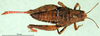 CollectionObject 1590812; 1bd8c102-ed57-4219-9018-cecfcd53f6cf: female, dorsal view (paratype). (CollectionObject).